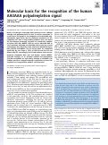 Cover page: Molecular basis for the recognition of the human AAUAAA polyadenylation signal
